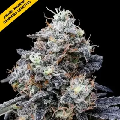 MACMELON | DNA GENETICS | AUTOFLOWER CANNABIS SEEDS FEMALE
