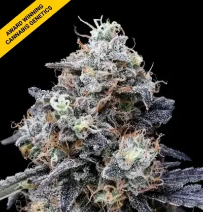 MACMELON | DNA GENETICS | AUTOFLOWER CANNABIS SEEDS FEMALE