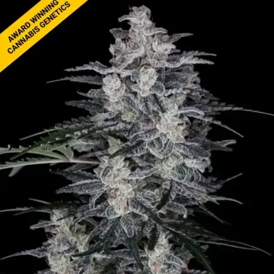 MACNANA | DNA GENETICS | AUTOFLOWER CANNABIS SEEDS FEMALE
