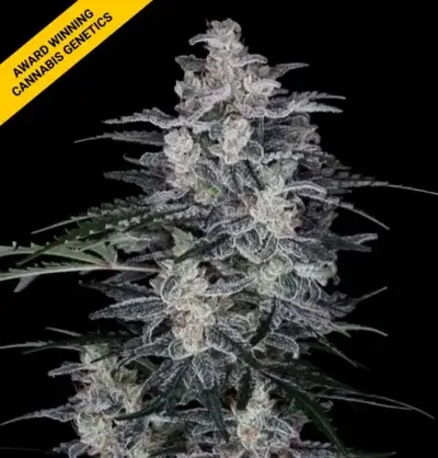 MACNANA | DNA GENETICS | AUTOFLOWER CANNABIS SEEDS FEMALE