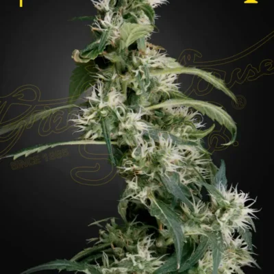 MANGO HAZE (AUH #2) | GREEN HOUSE SEED CO | PHOTOPERIOD CANNABIS SEEDS FEMALE
