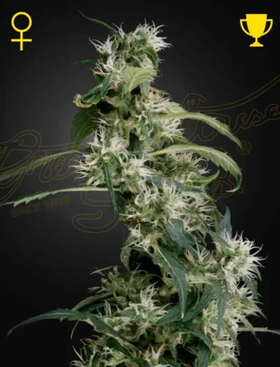 MANGO HAZE (AUH #2) | GREEN HOUSE SEED CO | PHOTOPERIOD CANNABIS SEEDS FEMALE