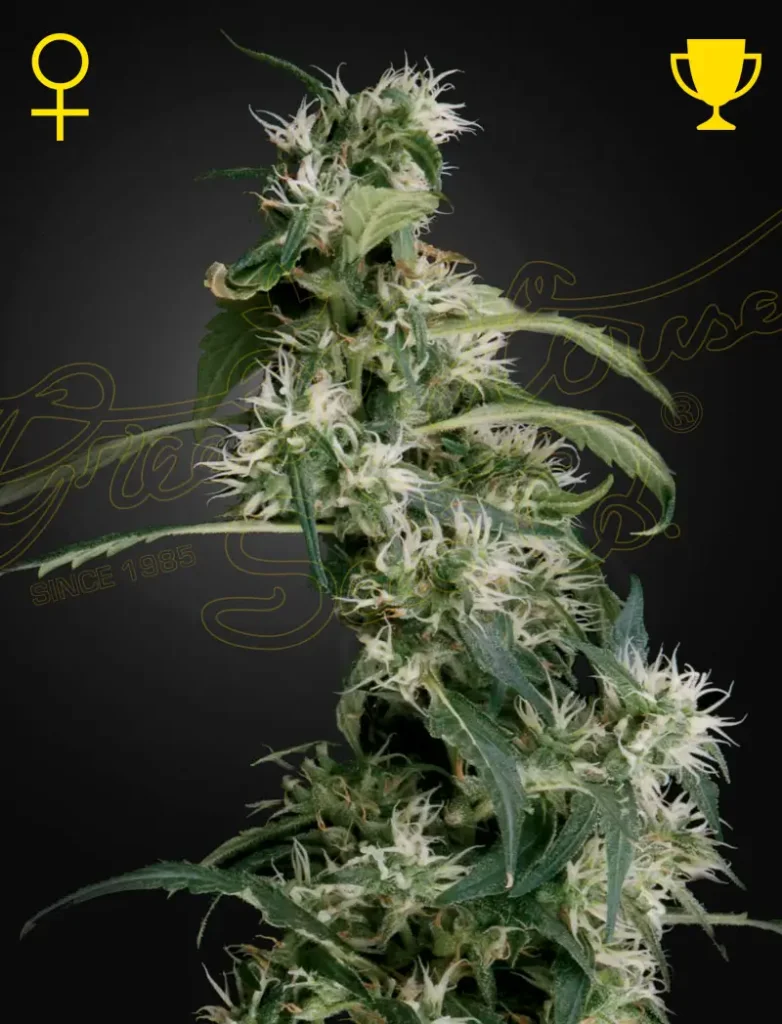 Mango Haze (AUH #2) | Green House Seed Co | FEM Photoperiod Seeds