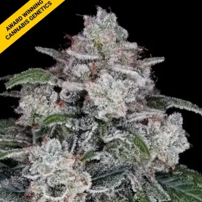 RETURN OF THE MAC | DNA GENETICS | AUTOFLOWER CANNABIS SEEDS FEMALE