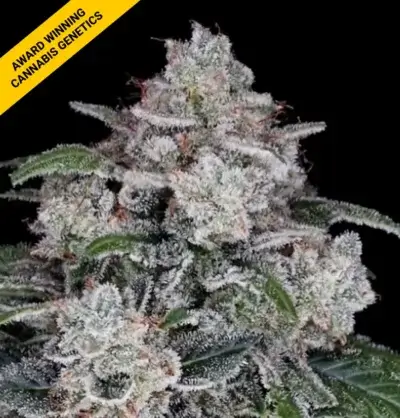 RETURN OF THE MAC | DNA GENETICS | AUTOFLOWER CANNABIS SEEDS FEMALE