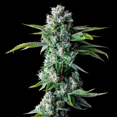 SKYWALKER KUSH | DNA GENETICS | AUTOFLOWER CANNABIS SEEDS FEMALE