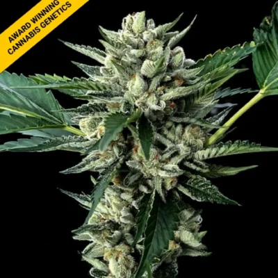 SOUR GARLIC x HONEY BANANA | DNA GENETICS | PHOTOPERIOD CANNABIS SEEDS FEMALE