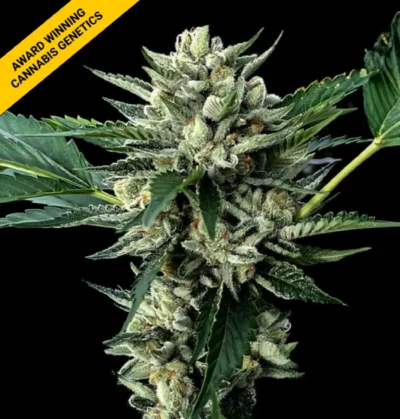 SOUR GARLIC x HONEY BANANA | DNA GENETICS | PHOTOPERIOD CANNABIS SEEDS FEMALE