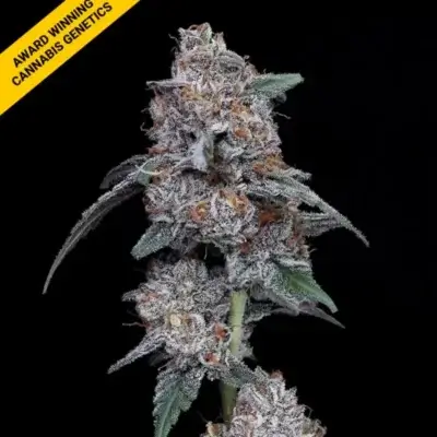 THE BIG MAC | DNA GENETICS | AUTOFLOWER CANNABIS SEEDS FEMALE