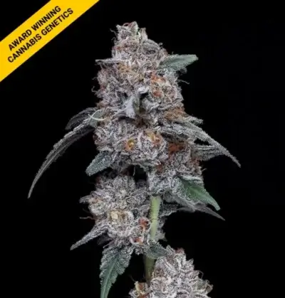 THE BIG MAC | DNA GENETICS | AUTOFLOWER CANNABIS SEEDS FEMALE