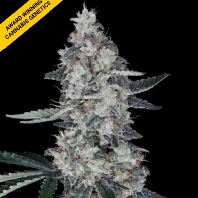 WATERMELON MAN | DNA GENETICS | AUTOFLOWER CANNABIS SEEDS FEMALE