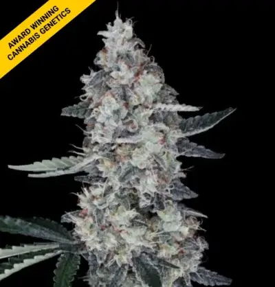 WATERMELON MAN | DNA GENETICS | AUTOFLOWER CANNABIS SEEDS FEMALE