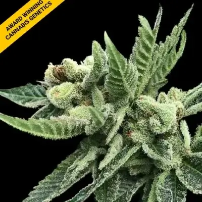 WHITE WIDOW | DNA GENETICS | PHOTOPERIOD CANNABIS SEEDS FEMALE