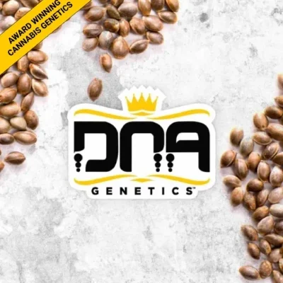 DNA MIX PACK | DNA GENETICS | PHOTOPERIOD CANNABIS SEEDS FEMALE