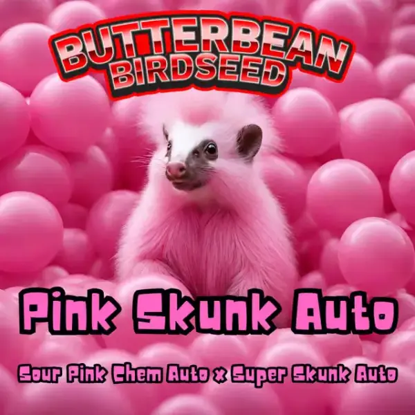 Pink Skunk Auto | Butter Bean Birdseed | FEM Autoflower Seeds