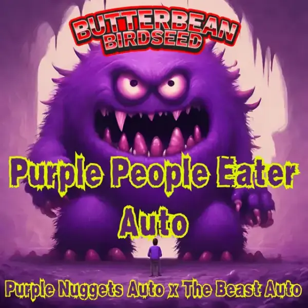 Purple People Eater Auto | Butter Bean Birdseed | FEM Autoflower Seeds