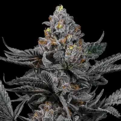 SOAPTINI | LIT FARMS | PHOTOPERIOD CANNABIS SEEDS FEMALE