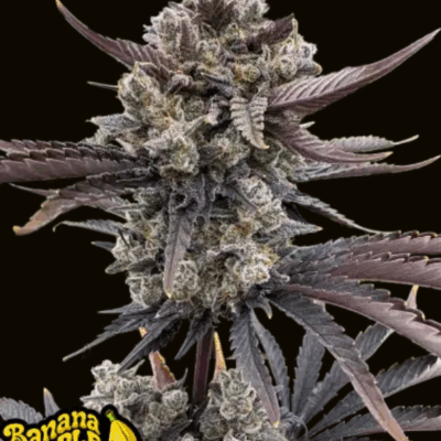 BANANA PURPLE PUNCH RF3 | FAST BUDS | AUTOFLOWER CANNABIS SEEDS FEMALE