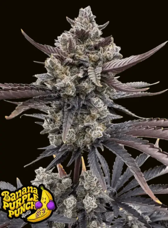 Banana Purple Punch RF3 Auto | Fast Buds | FEM Autoflower Seeds