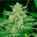 Blue Dream