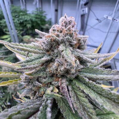 CHERRY COLA RF3 | FAST BUDS | AUTOFLOWER CANNABIS SEEDS FEMALE