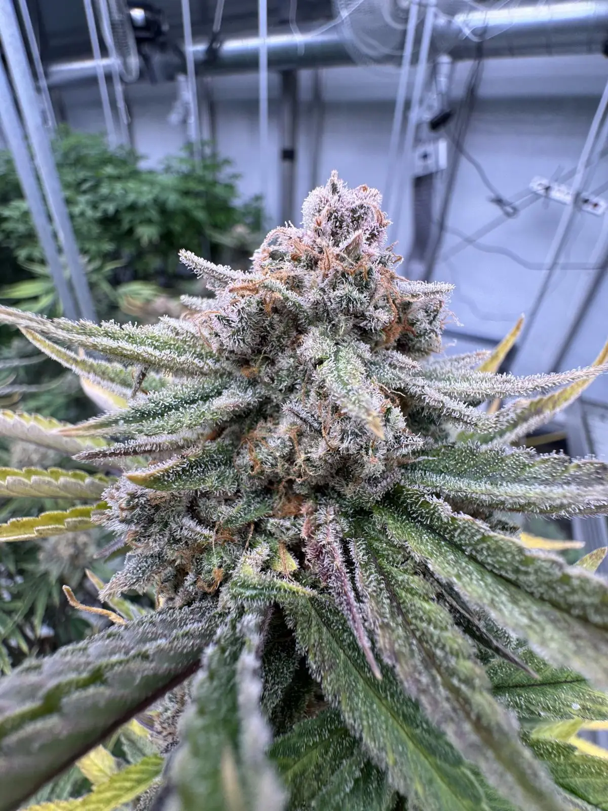 Cherry Cola RF3 Auto | Fast Buds | FEM Autoflower Seeds
