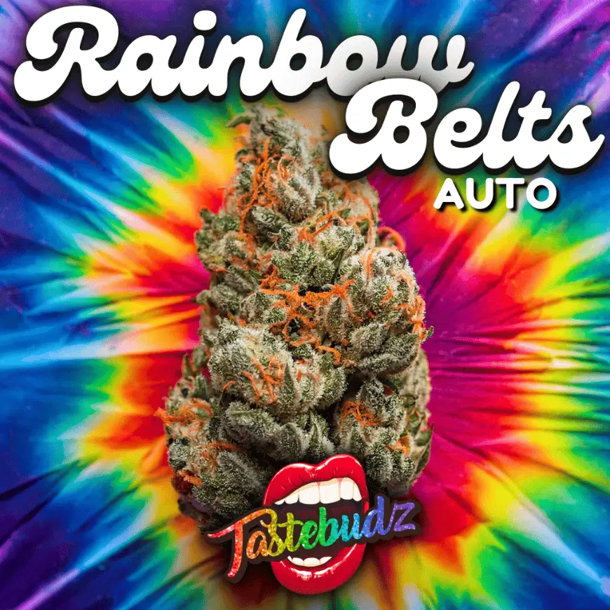 RAINBOW BELTS | TASTEBUDZ | AUTOFLOWER CANNABIS SEEDS FEMALE