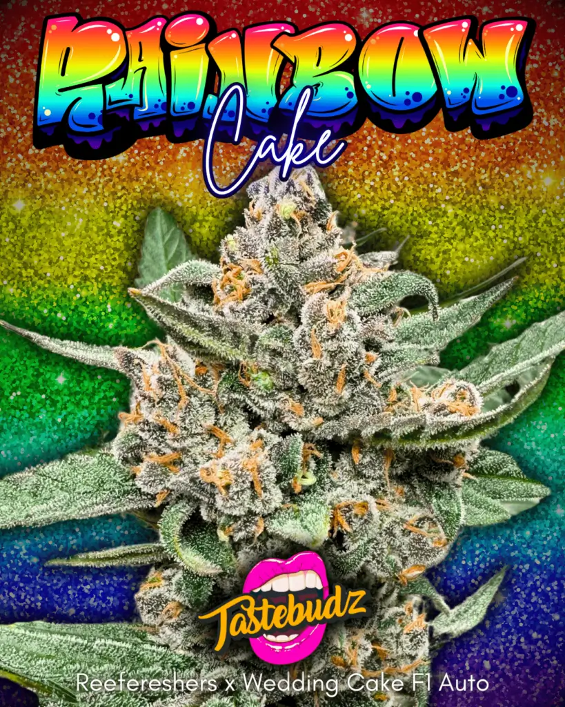 RAINBOW CAKE F1| TASTEBUDZ | AUTOFLOWER CANNABIS SEEDS FEMALE