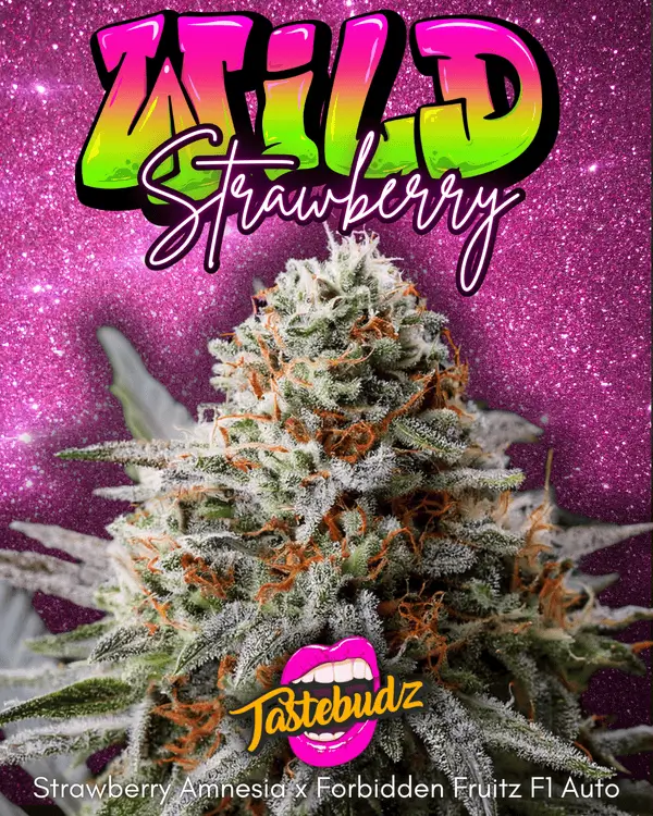 WILD STRAWBERRY F1 | TASTEBUDZ | AUTOFLOWER CANNABIS SEEDS FEMALE