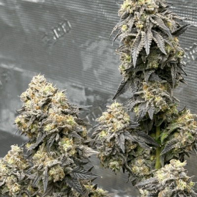 APPLE FRITTER | AUTOFLOWER CANNABIS SEEDS FEMALE 5 PACK