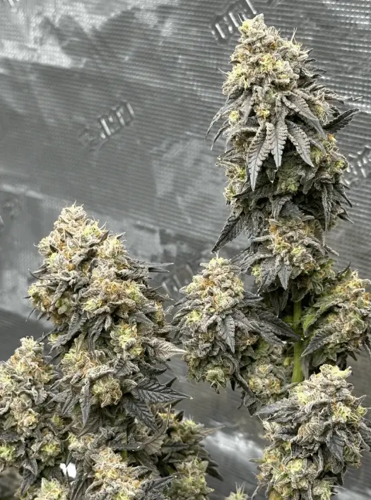 Apple Fritter Auto | Preservation Line | FEM Autoflower Seeds | 5 Pack