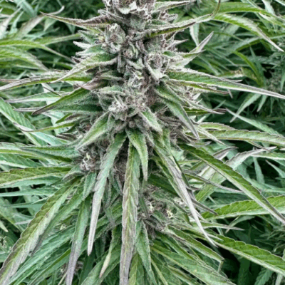 #5 APPLES AND BANANAS | AUTOFLOWER CANNABIS SEEDS FEMALE