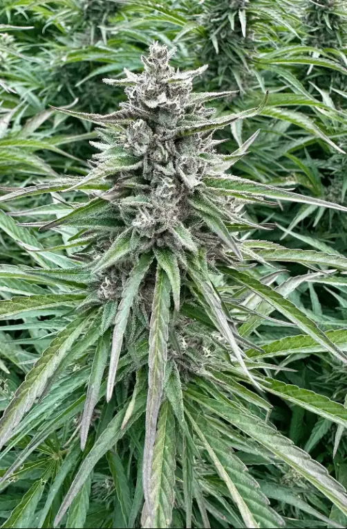 Apples And Bananas Auto | Preservation Line | FEM Autoflower Seeds | 5 Pack