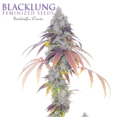 BLACK LUNG (F1) | ROMULAN GENETICS | PHOTOPERIOD CANNABIS SEEDS FEMALE