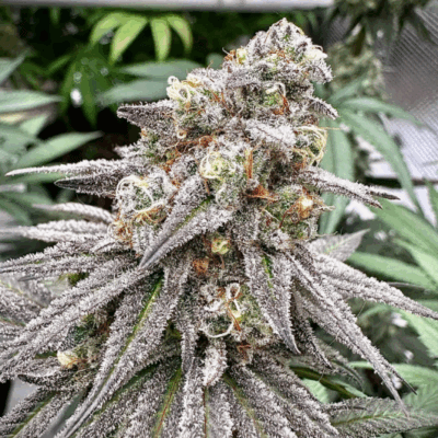BISCOTTI | AUTOFLOWER CANNABIS SEEDS FEMALE 5 PACK