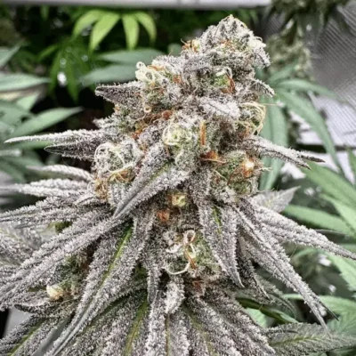 Biscotti Auto | Preservation Line | FEM Autoflower Seeds | 5 Pack
