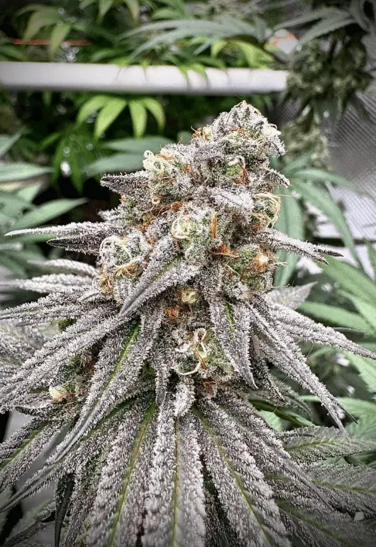 5x Biscotti Auto | Preservation Line | FEM Autoflower Seeds