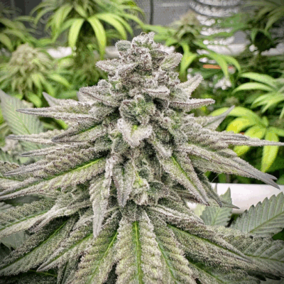 BRUCE BANNER | AUTOFLOWER CANNABIS SEEDS FEMALE 5 PACK