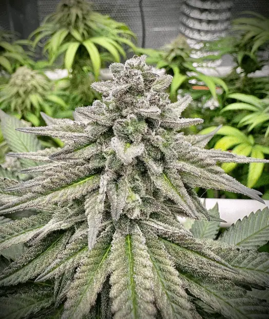 Bruce Banner Auto | Preservation Line | FEM Autoflower Seeds | 5 Pack