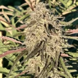 10x Cherry Pie OG Auto | Preservation Line | FEM Autoflower Seeds