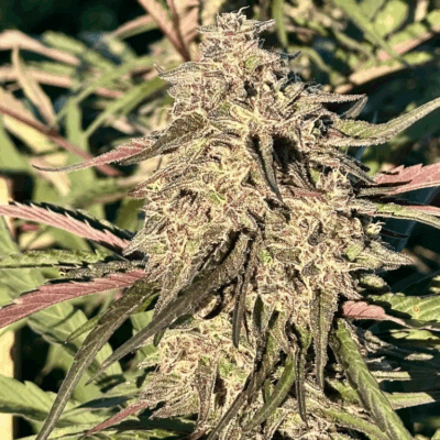 #3 CHERRY PIE OG | AUTOFLOWER CANNABIS SEEDS FEMALE (Copy)