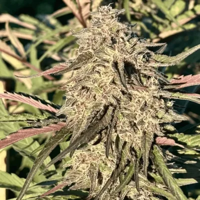 Cherry Pie OG Auto | Preservation Line | FEM Autoflower Seeds | 5 Pack