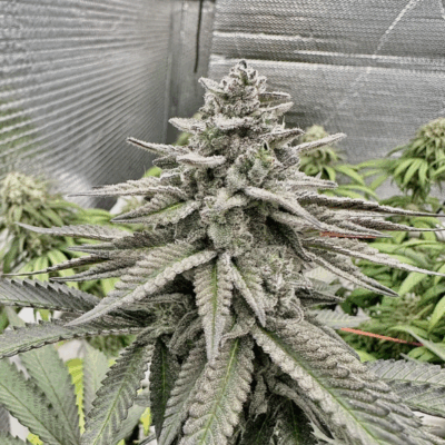 Fat Cake Breath | Preservation Line | FEM Photoperiod Seeds