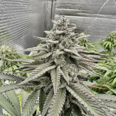 Fat Cake Breath | Preservation Line | FEM Photoperiod Seeds | 5 Pack