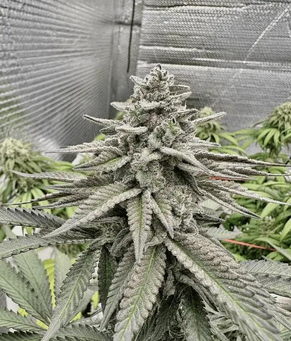 Fat Cake Breath | Preservation Line | FEM Photoperiod Seeds | 5 Pack