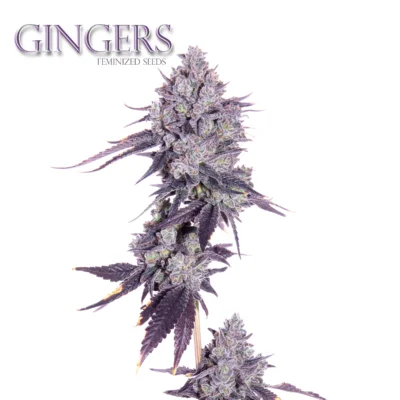 GINGERS | ROMULAN GENETICS | PHOTOPERIOD CANNABIS SEEDS FEMALE