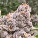 Grand Daddy Purple
