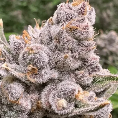 Grand Daddy Purple Auto plant
