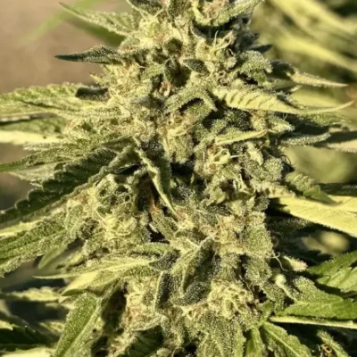 Gushers Auto | Preservation Line | FEM Autoflower Seeds | 5 Pack