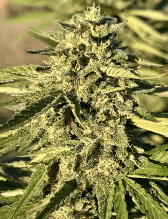 Gushers Auto | Preservation Line | FEM Autoflower Seeds | 5 Pack